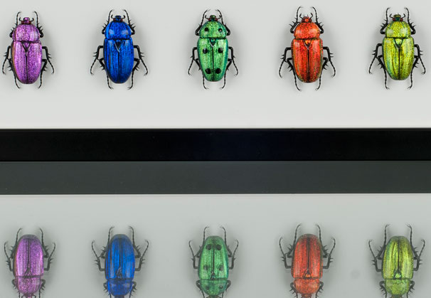 <i>Rainbow of Scarabs #1</i>, 2013; each scarab 1.5 x 2 inches; black frame 5.5 x 15 inches; lampworked glass