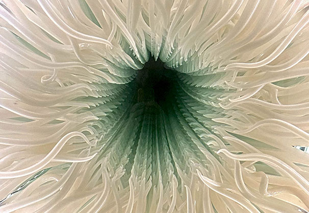 </>Cthonestesia: Infinity</i>, 2024; 48 x 48 x 6 inches; blown glass, steel & mirror