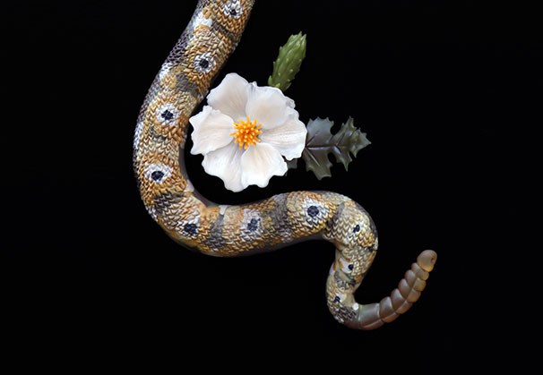 <i>Rattlesnake with Prickly Poppy</i>, 2019; 15 x 6 x 25 inches; hot sculpted glass and flameworked. Created in collaboration with Erin Garmezy